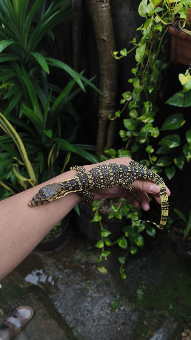 Varanus Salvator Sumbawa